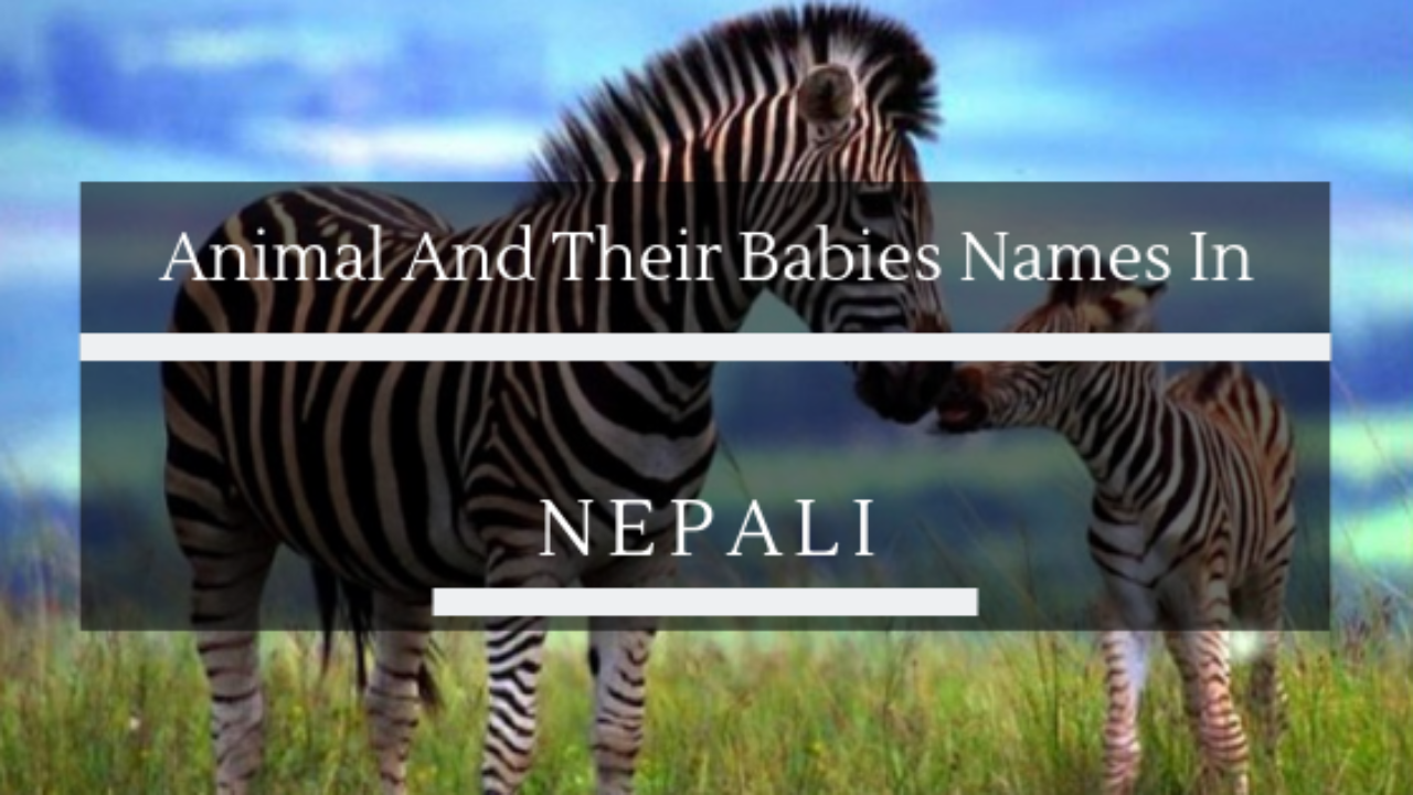 Animal And Their Babies Names In Nepali Listnepal